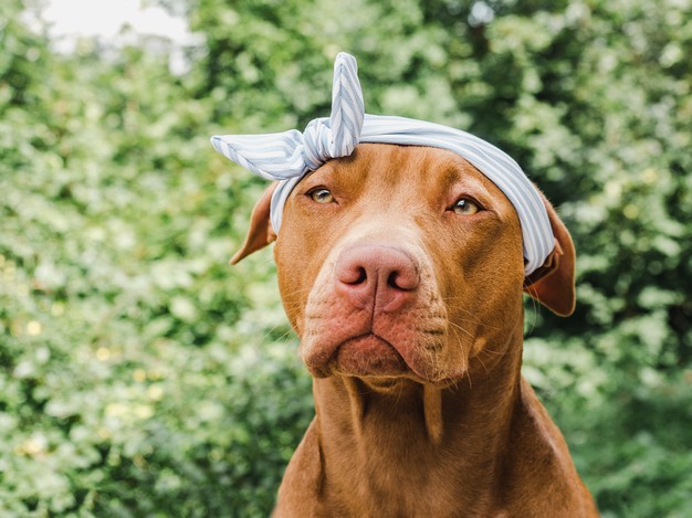 cachorro engasgado