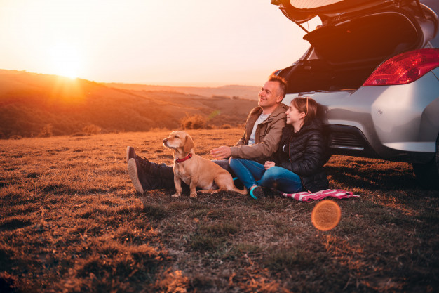 carros feitos para cachorro