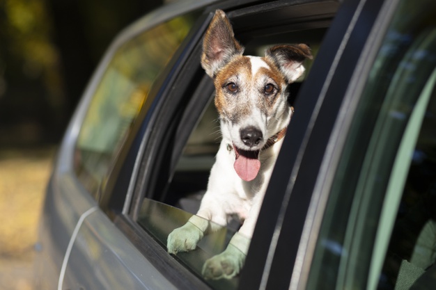 carros feitos para cachorro