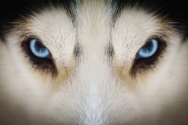 Cachorro com olho azul