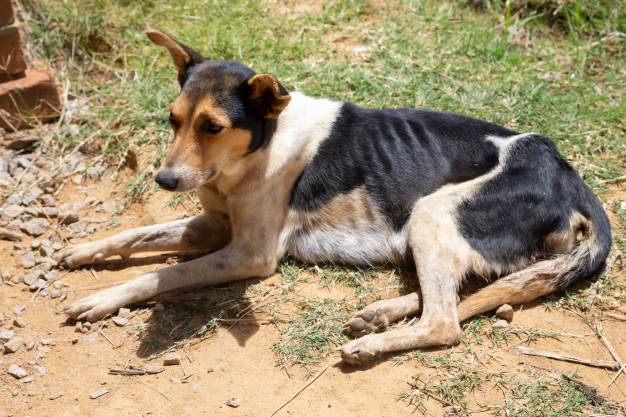 Cachorro magro: Baixo peso em cães 4 cachorro magro