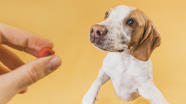 O que o cachorro pode e não pode comer