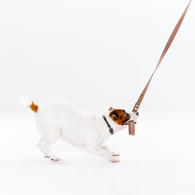 Como acostumar cachorro com a coleira? Entenda aqui 1 Como acostumar cachorro com a coleira
