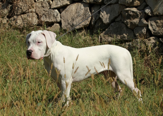 dogo argentino