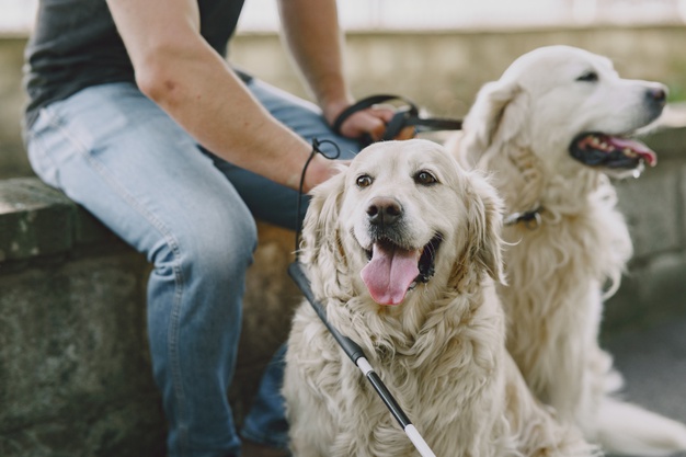 Cachorros segurado pelo dono