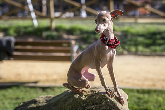 Raças de cachorro muito magro: Conheça 9 Raças 1 Galgo Italiano