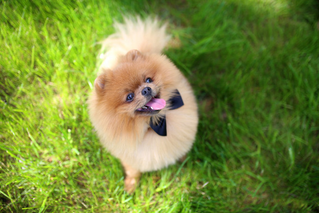 Cachorros de pequeno porte: 16 raças para cada necessidade 7 lulu