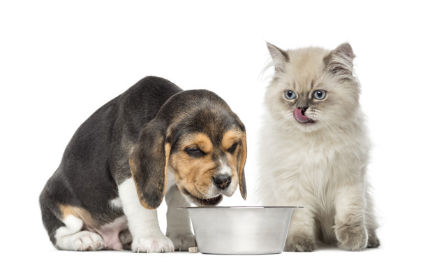 Como desengasgar um cachorro: A técnica Heimlich funciona? 1 cachorro engasgado