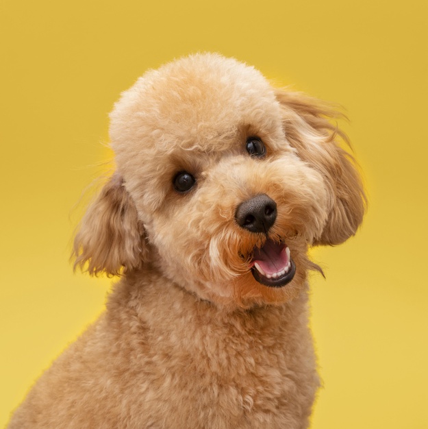 tangerina faz mal para cachorro