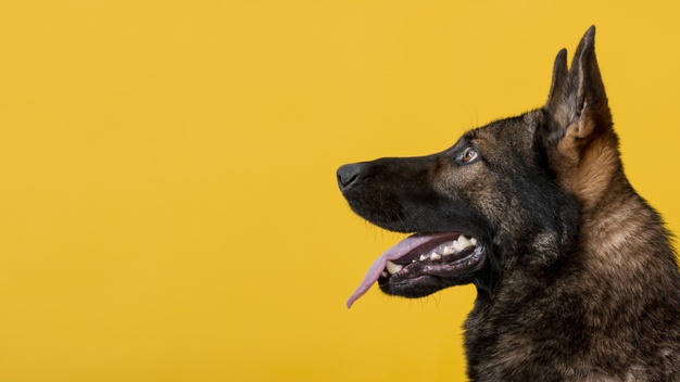 Tangerina faz mal para cachorro? Entenda tudo aqui 1 tangerina faz mal para cachorro