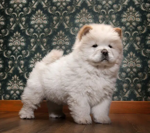 cachorrinho que parece urso