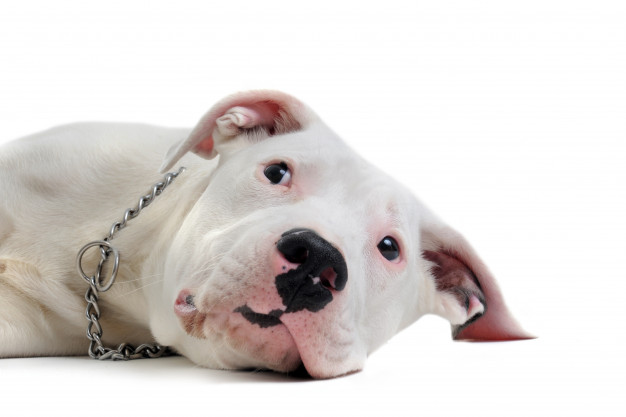 cachorro dogo deitado