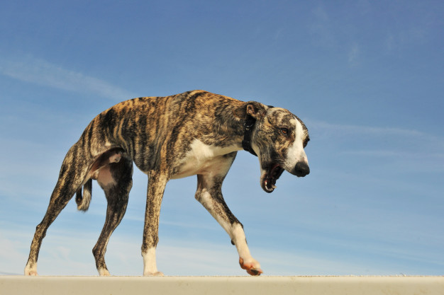 Cachorro magro: Baixo peso em cães 2 Whippet