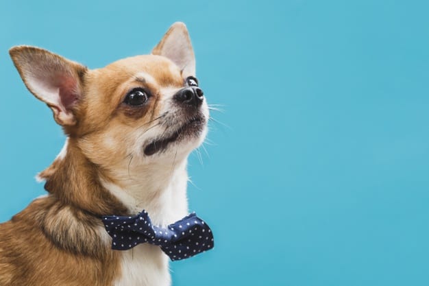 Adorno para cães