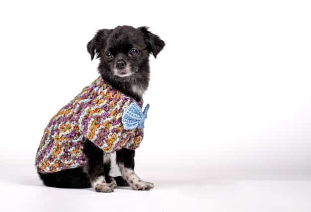 Adorno para cães