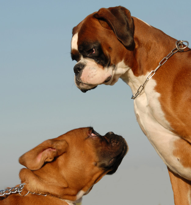 Cachorros olhando um para o outro 