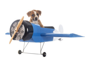 cachorro no avião - Foto: Freepik