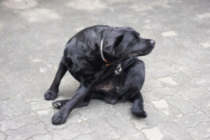 Cão se coçando por causa das pulgas - Foto: Freepik
