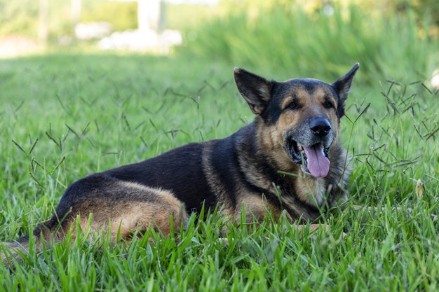 Cachorro deitado na grama de língua pra fora