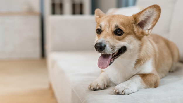 Cachorro pode ficar sozinho em casa o dia inteiro