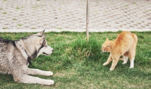gato e cachorro