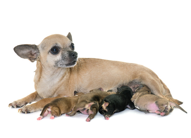 Filhotes de cachorro se alimentando 