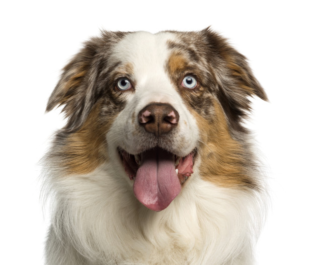 close up australian shepherd panting isolate 191971 6839