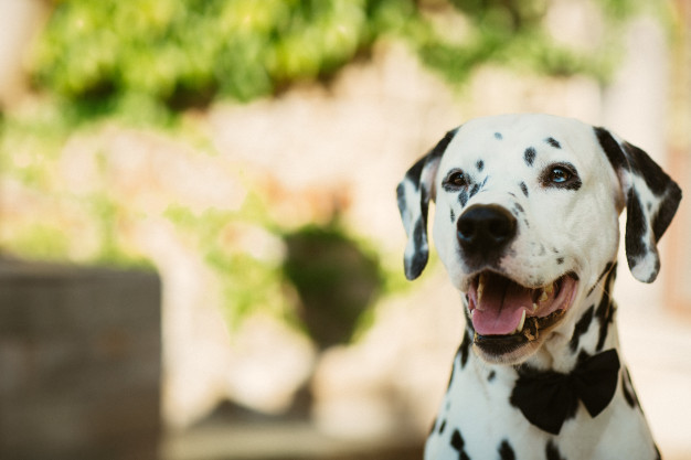 Cachorro da raça Dálmata com boca aberta