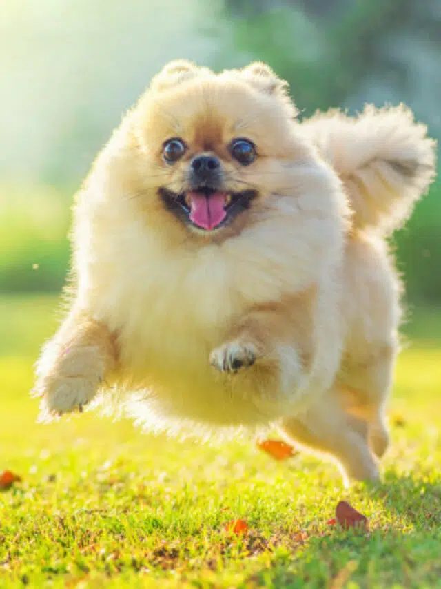 cão correndo