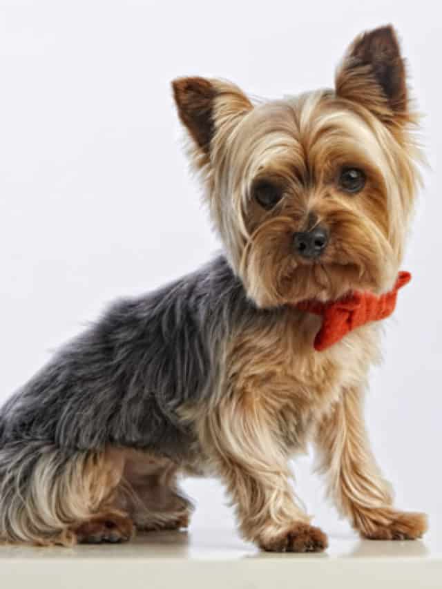 Perder pelo por toda a casa: 17 cães que perdem pelo! 2 cropped-cute-baby-yorkshire-terrier-purebred-dog_138545-69.jpg