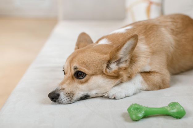 enriquecimento ambiental para cães