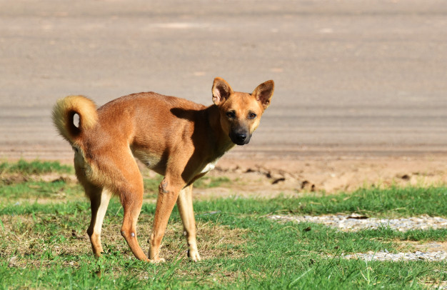 Ensinar xixi e cocô no lugar certo para seu cão