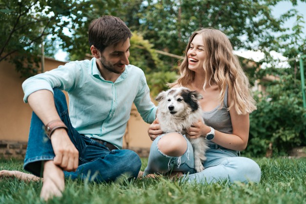erros que encurtam a vida do cão