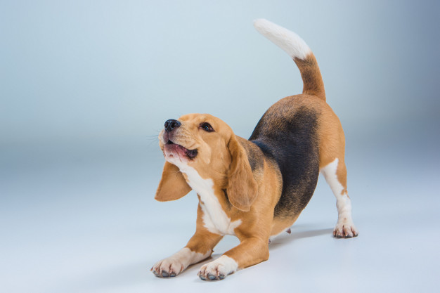 erros que encurtam a vida do cão
