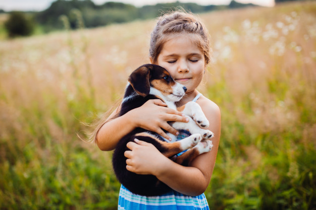 fases da vida de um cachorro