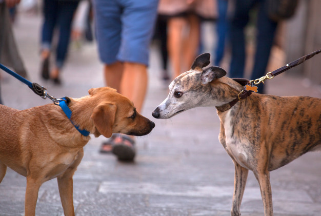 feromônios caninos