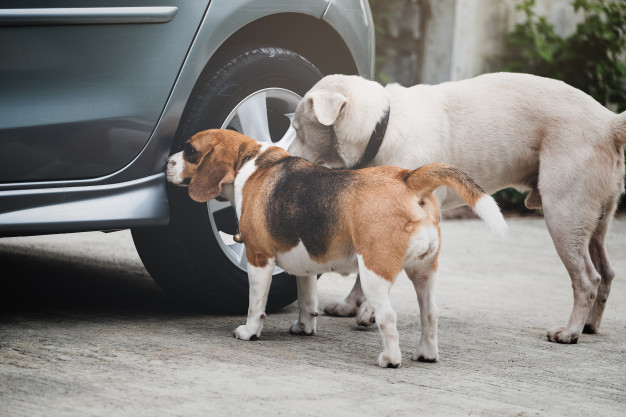 cachorros cheirando pneu