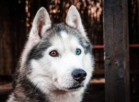 Husky