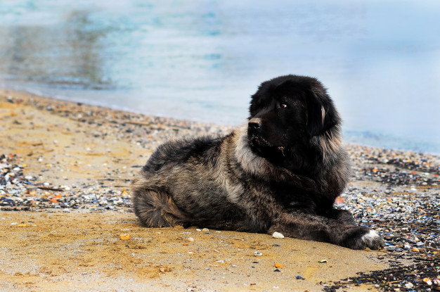 cachorrinho que parece urso