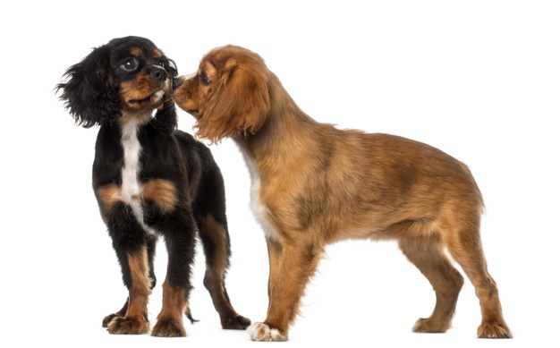 cachorro farejando outros cachorros