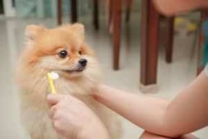 pasta de dente para cachorro - Foto: Freepik