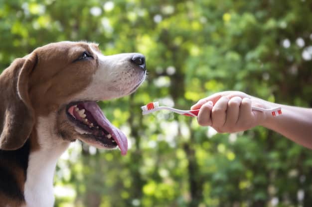 pode escovar dente de cachorro com pasta normal