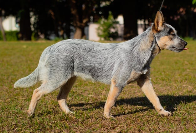 Cachorro com pelo cinza