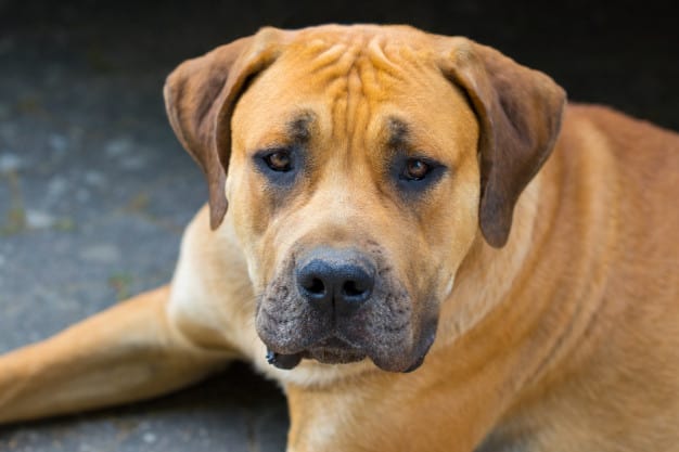 Boerboel: um cachorro capaz de levantar carga de até 450 kg 1 Boerboel