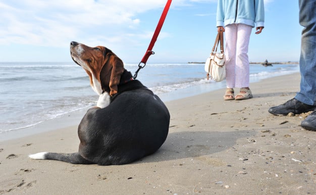 cão se coçando na praia