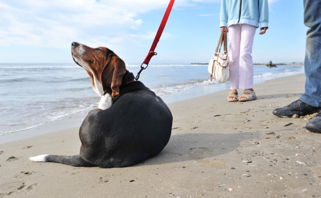 cachorro é alérgico a pulgas