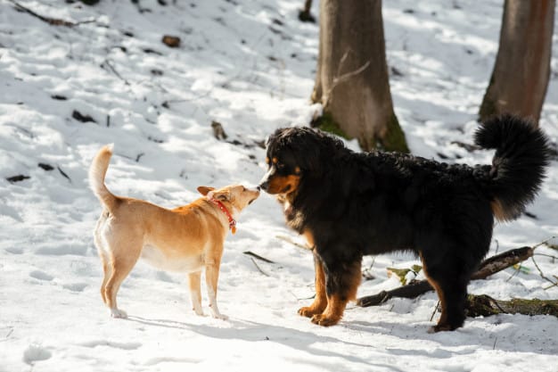 Bernese Mountain Dog brincando com outro cachorro
