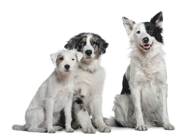 Cachorro preto e branco: Quais as raças? 1 Cachorros preto e branco