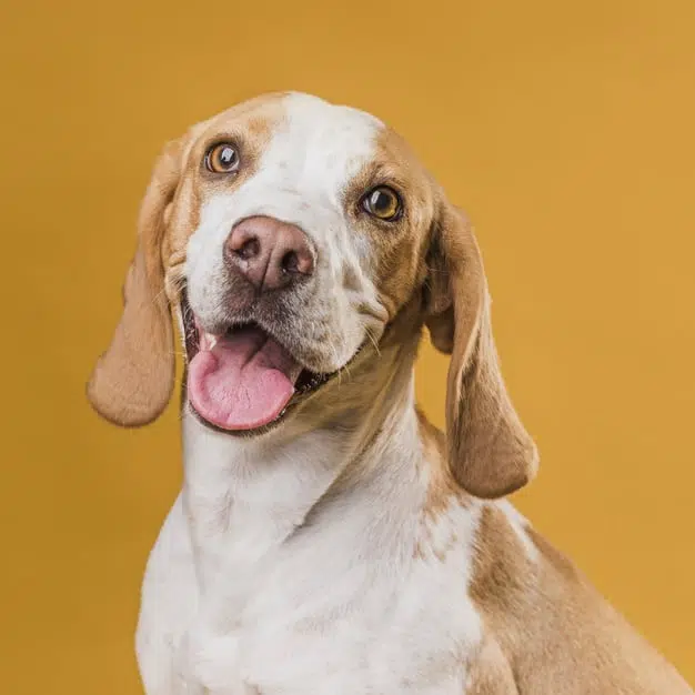 cachorro com olho amarelo