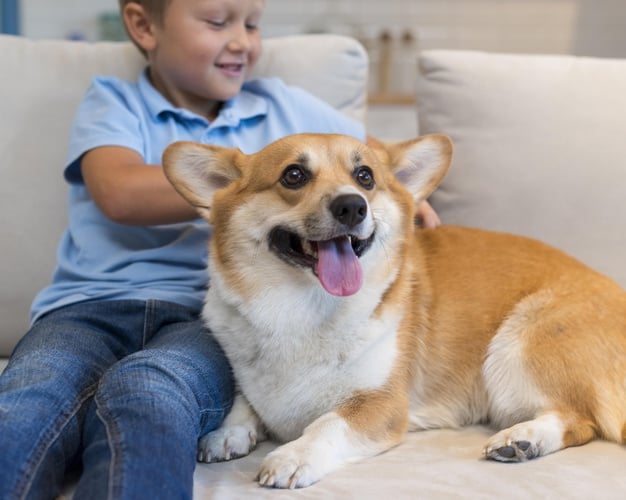 cachorro gosta de receber carinho